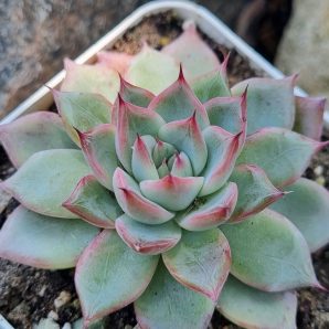 Echeveria Red Swan