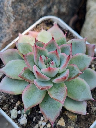 Echeveria Red Swan
