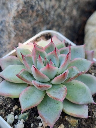 Echeveria Red Swan - Зображення 2