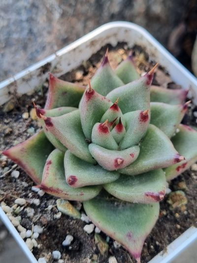 Echeveria Red Edge - Зображення 2