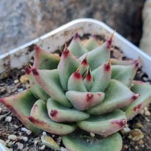 Echeveria Red Edge