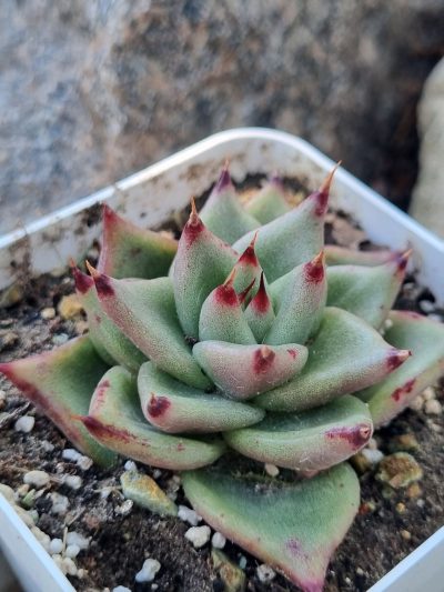 Echeveria Red Edge