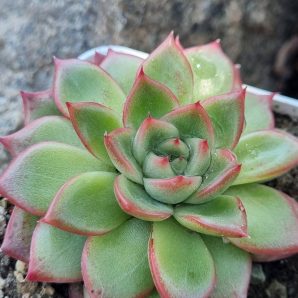 Echeveria Angela Star