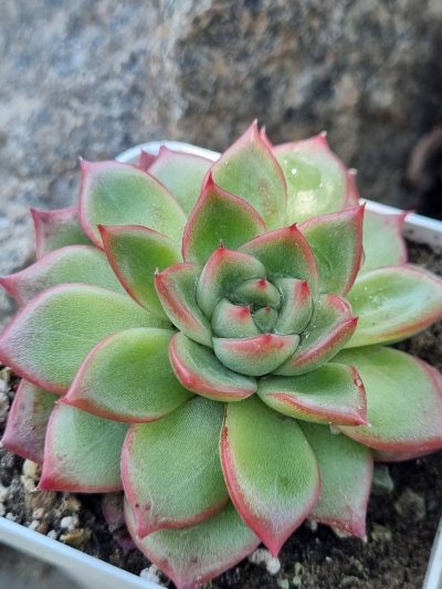 Echeveria Angela Star