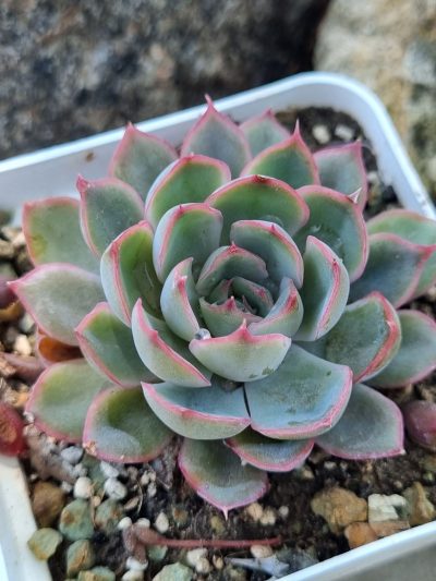 Echeveria Western Blue - Зображення 2