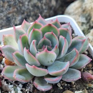 Echeveria Western Blue