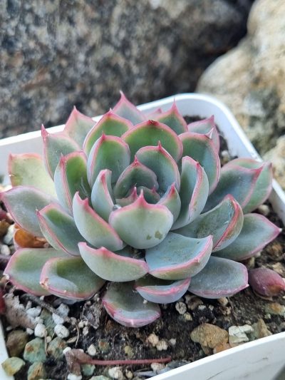 Echeveria Western Blue