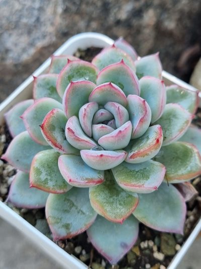 Echeveria Pink Line - Зображення 2