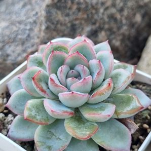 Echeveria Pink Line