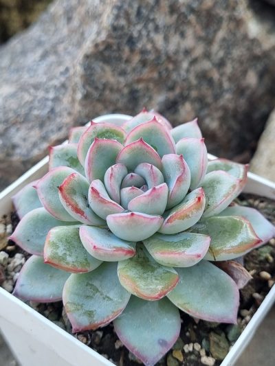 Echeveria Pink Line