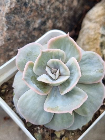Echeveria Marble var - Зображення 2