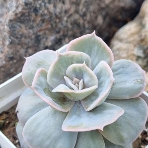 Echeveria Marble var
