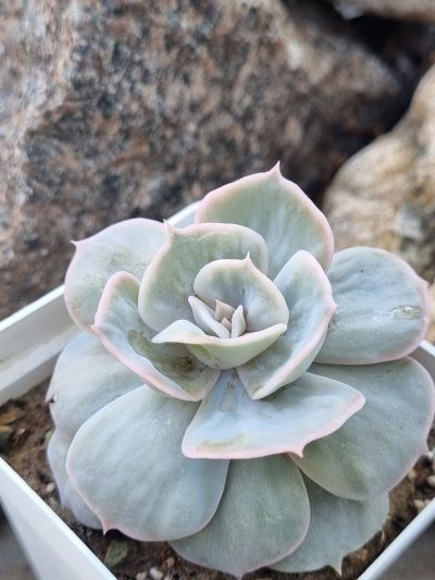 Echeveria Marble var