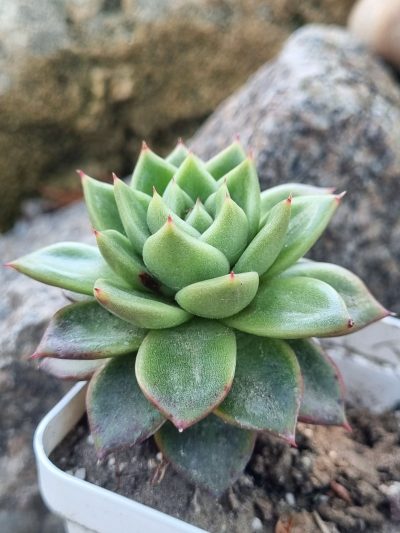 Echeveria Gilva - Зображення 2