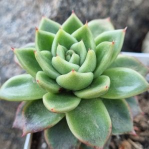 Echeveria Gilva