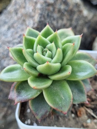 Echeveria Gilva