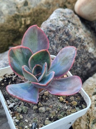 Echeveria Goiabinha variegata - Зображення 2