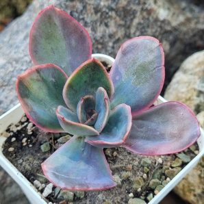 Echeveria Goiabinha variegata