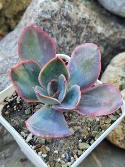 Echeveria Goiabinha variegata