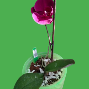 Phalaenopsis Орхідея (підліток)