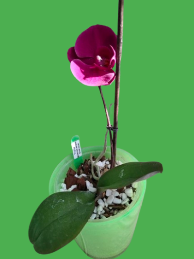 Phalaenopsis Орхідея (підліток)