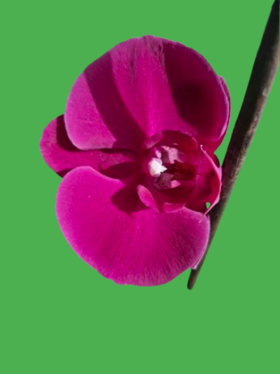 Phalaenopsis Орхідея (підліток) - Зображення 2