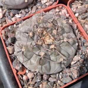 Gymnocalycium prochaskianum VG345 -cube-6cm-