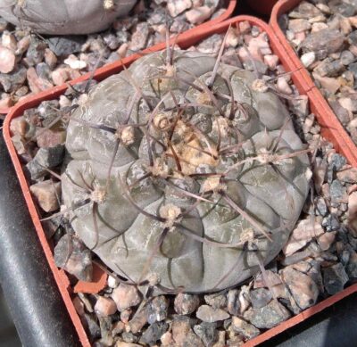 Gymnocalycium prochaskianum VG345 -cube-6cm-