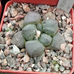 Ariocarpus lloydii MMR27a -сube-6см- cвоє коріння-