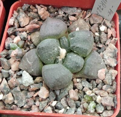 Ariocarpus lloydii MMR27a -сube-6см- cвоє коріння-