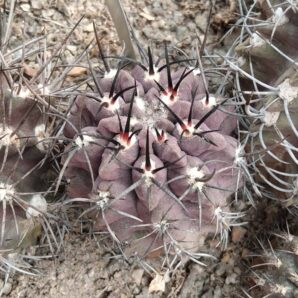 Neochilenia jusiei FR252A -MG- біля 5см-