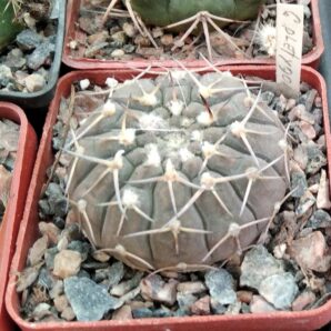 Gymnocalycium platygonum -cube-7cm-