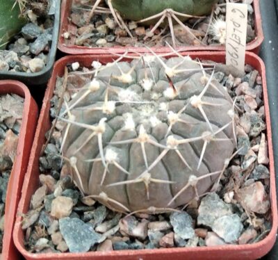 Gymnocalycium platygonum -cube-7cm-
