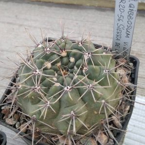 Gymnocalycium gibbosum v. gastonii JPR20-56 -cube-8cm-