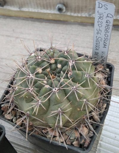 Gymnocalycium gibbosum v. gastonii JPR20-56 -cube-8cm-