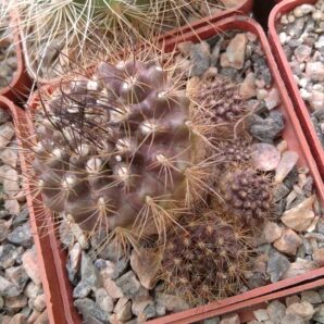 Neoporteria subgibbosa v. castaneoides -MG- cube-6cm-
