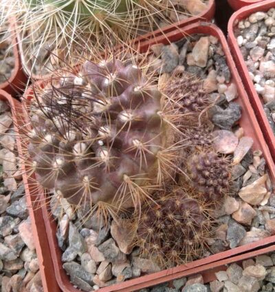 Neoporteria subgibbosa v. castaneoides -MG- cube-6cm-