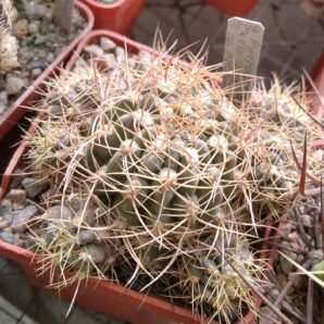 Pyrrhocactus aspillagae ssp. maechleri WM348 – Piltz- -рідкість-