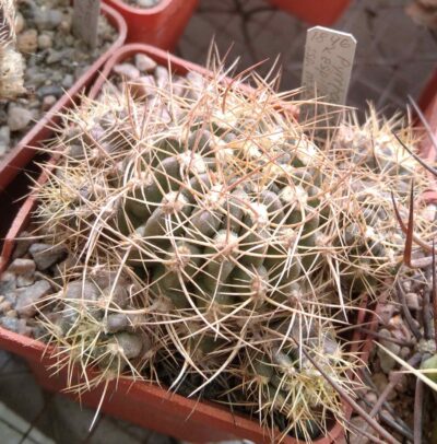 Pyrrhocactus aspillagae ssp. maechleri WM348 – Piltz- -рідкість-