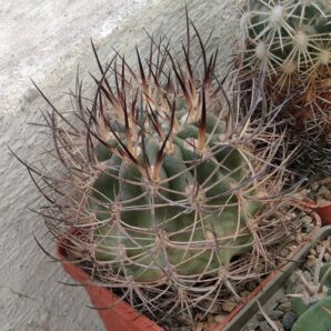 Neoporteria curvispina ZJ088 -cube-6cm-