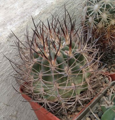 Neoporteria curvispina ZJ088 -cube-6cm-