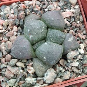 Ariocarpus lloydii MMR27a -сube-6см- cвоє коріння-