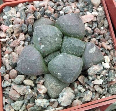 Ariocarpus lloydii MMR27a -сube-6см- cвоє коріння-