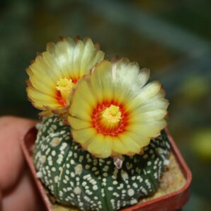 Astrophytum Super Kabuto