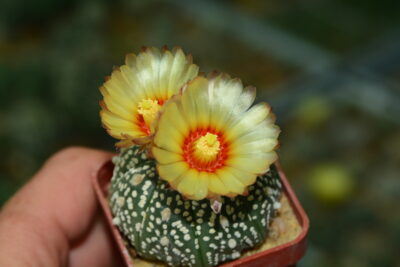 Astrophytum Super Kabuto