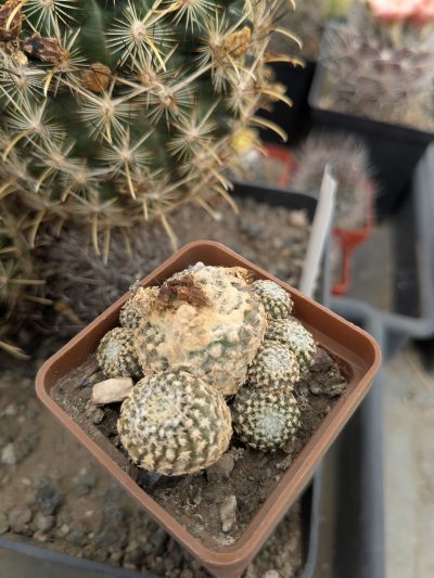 Copiapoa laui - Зображення 2
