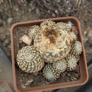 Copiapoa laui