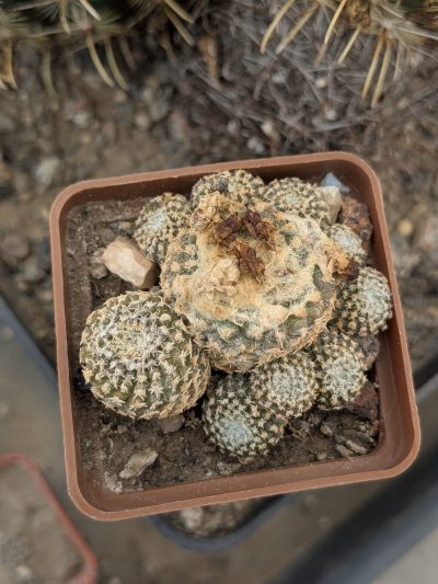 Copiapoa laui