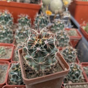 Ferocactus hamatacanthus
