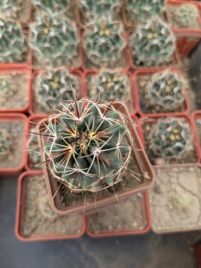 Ferocactus hamatacanthus - Зображення 2